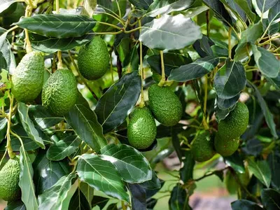 Aguacate