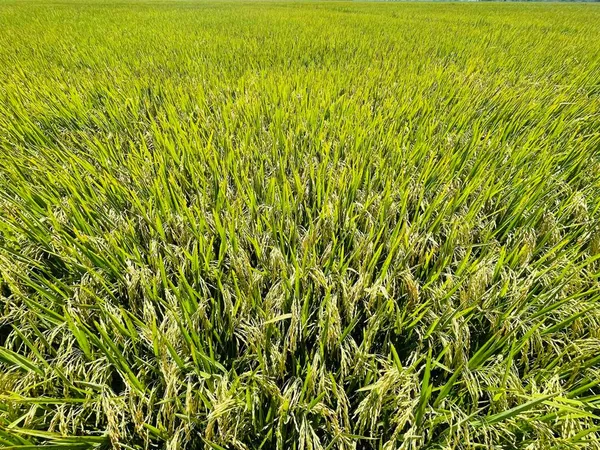 Arroz