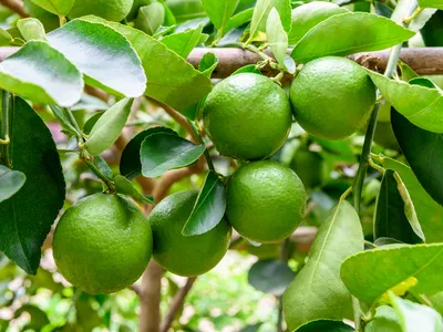 Limón