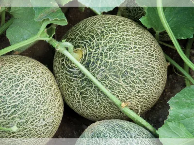 Melón